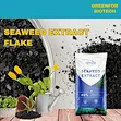 Soluble Seaweed Extract Fertilizer 21%